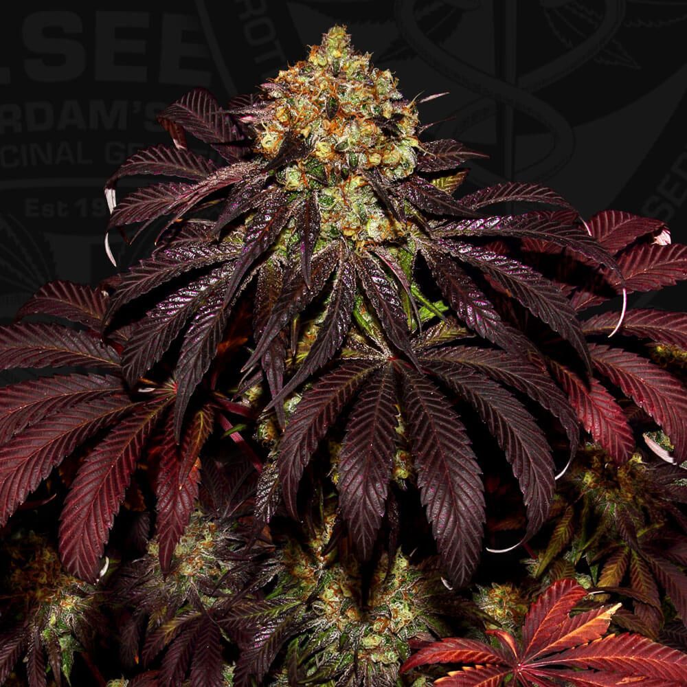 T.H. Seeds - Stracciatella (fem.)