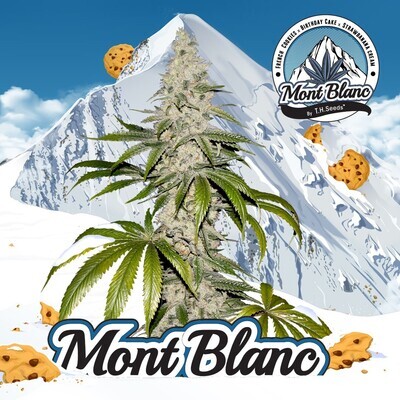 T.H. Seeds - Mont Blanc (fem.) 07659