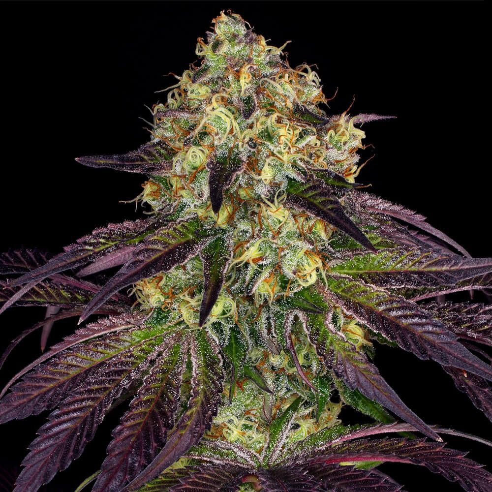 T.H. Seeds - Stracciatella (fem.)
