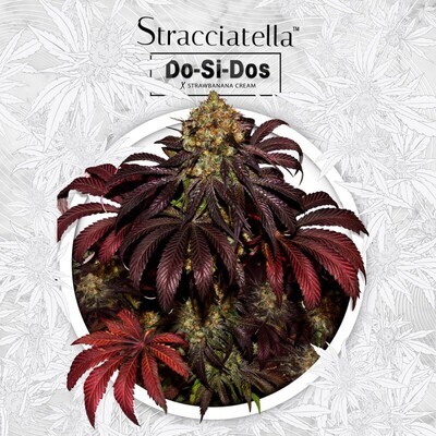 T.H. Seeds - Stracciatella (fem.) 06702