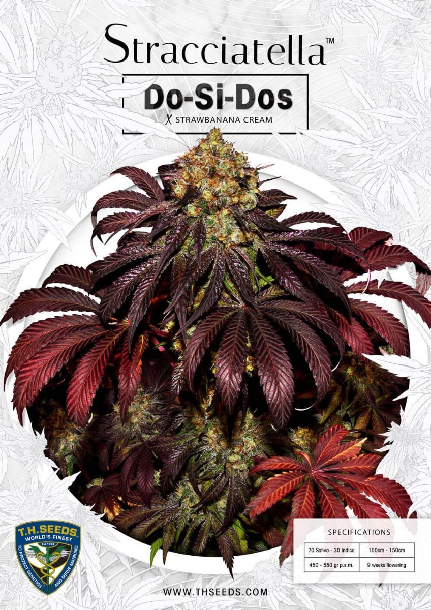 T.H. Seeds - Stracciatella (fem.)