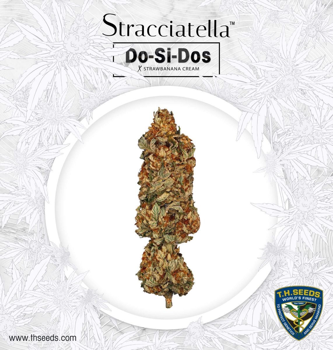 T.H. Seeds - Stracciatella (fem.)