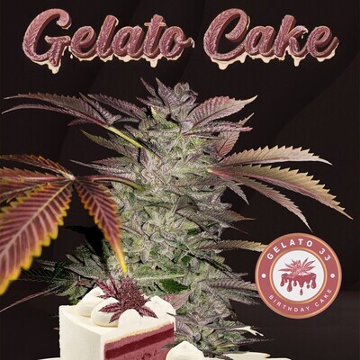 T.H. Seeds - Gelato Cake (fem.) 07481