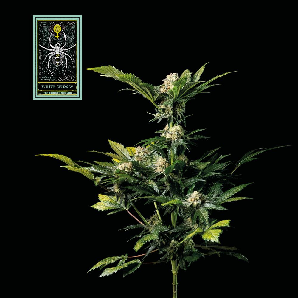 Seedsman - White Widow (fem.)