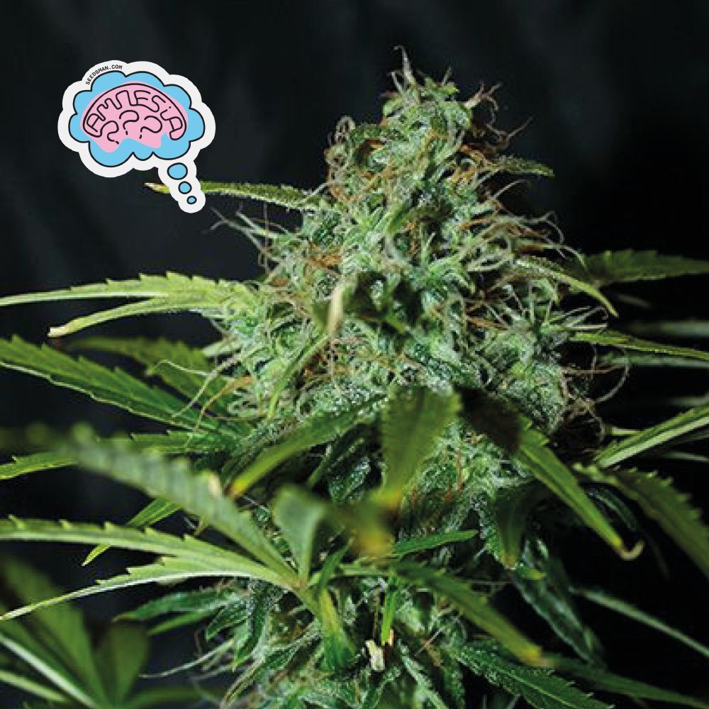 Seedsman - Amnesia (reg.)