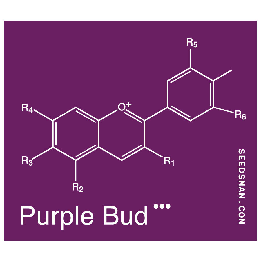 Seedsman - Purple Bud (reg.)
