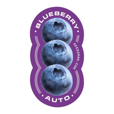 Seedsman - Blueberry Auto (auto/fem.) 00117