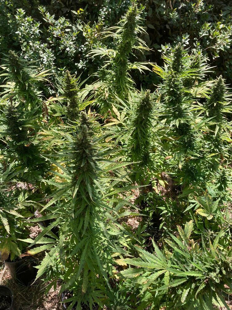 Seedsman - Alaskan Diesel Auto (auto/fem.)
