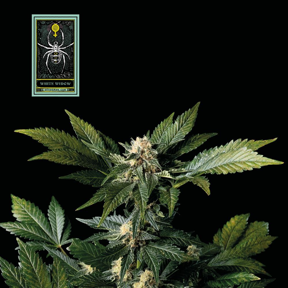 Seedsman - White Widow (fem.)