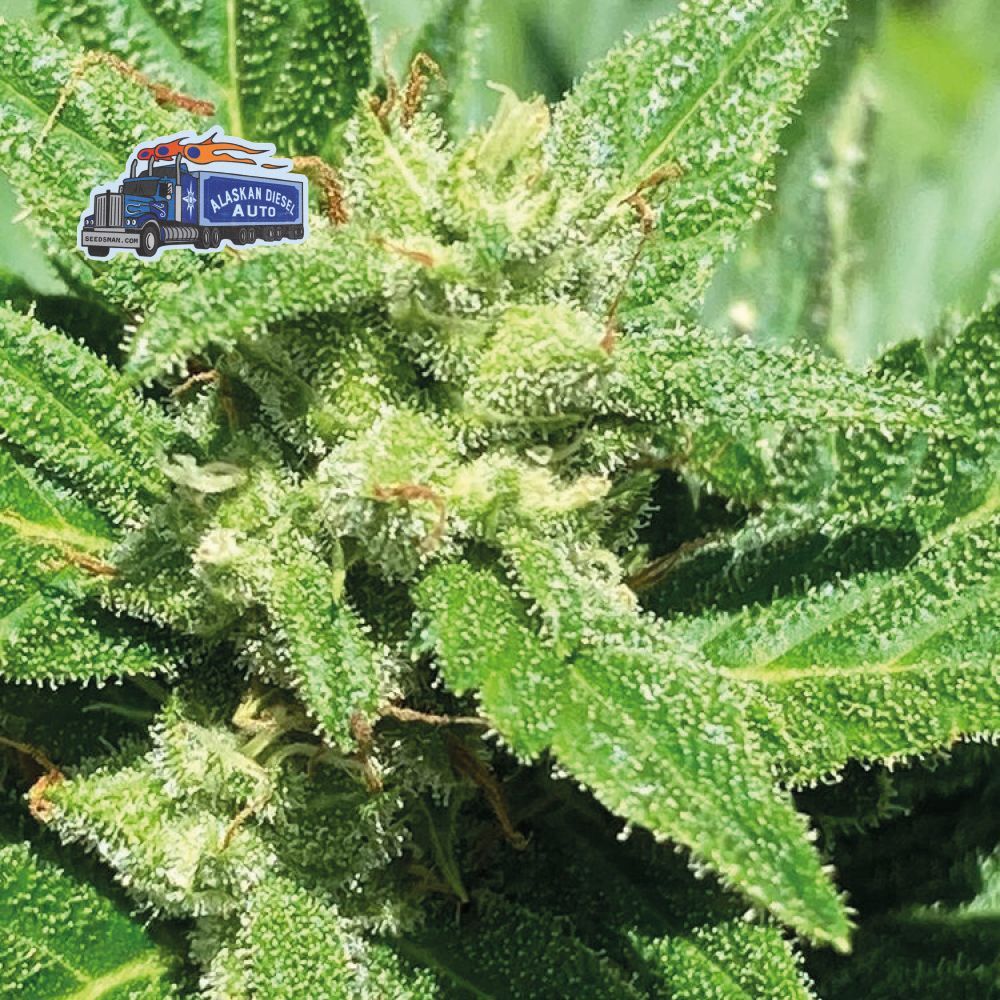 Seedsman - Alaskan Diesel Auto (auto/fem.)