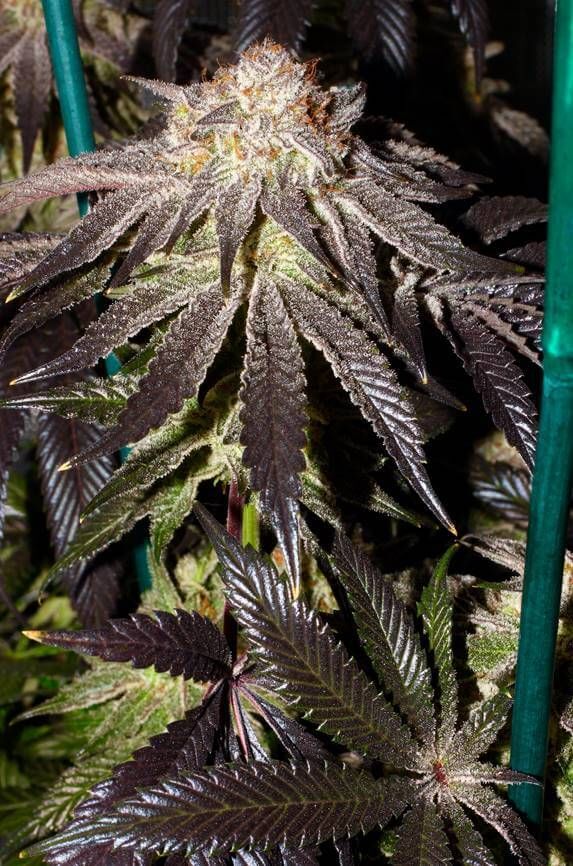 Seedsman - Alaskan Purple (fem.)