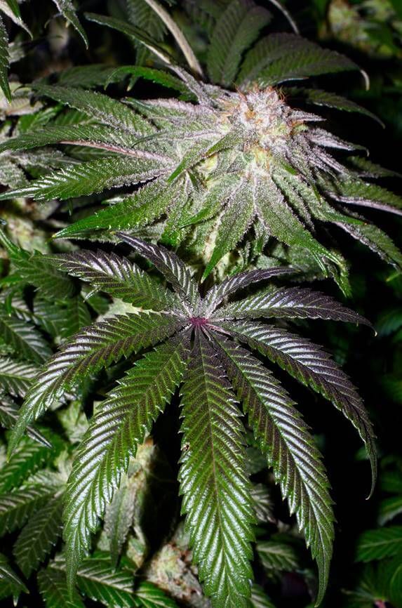 Seedsman - Alaskan Purple (fem.)