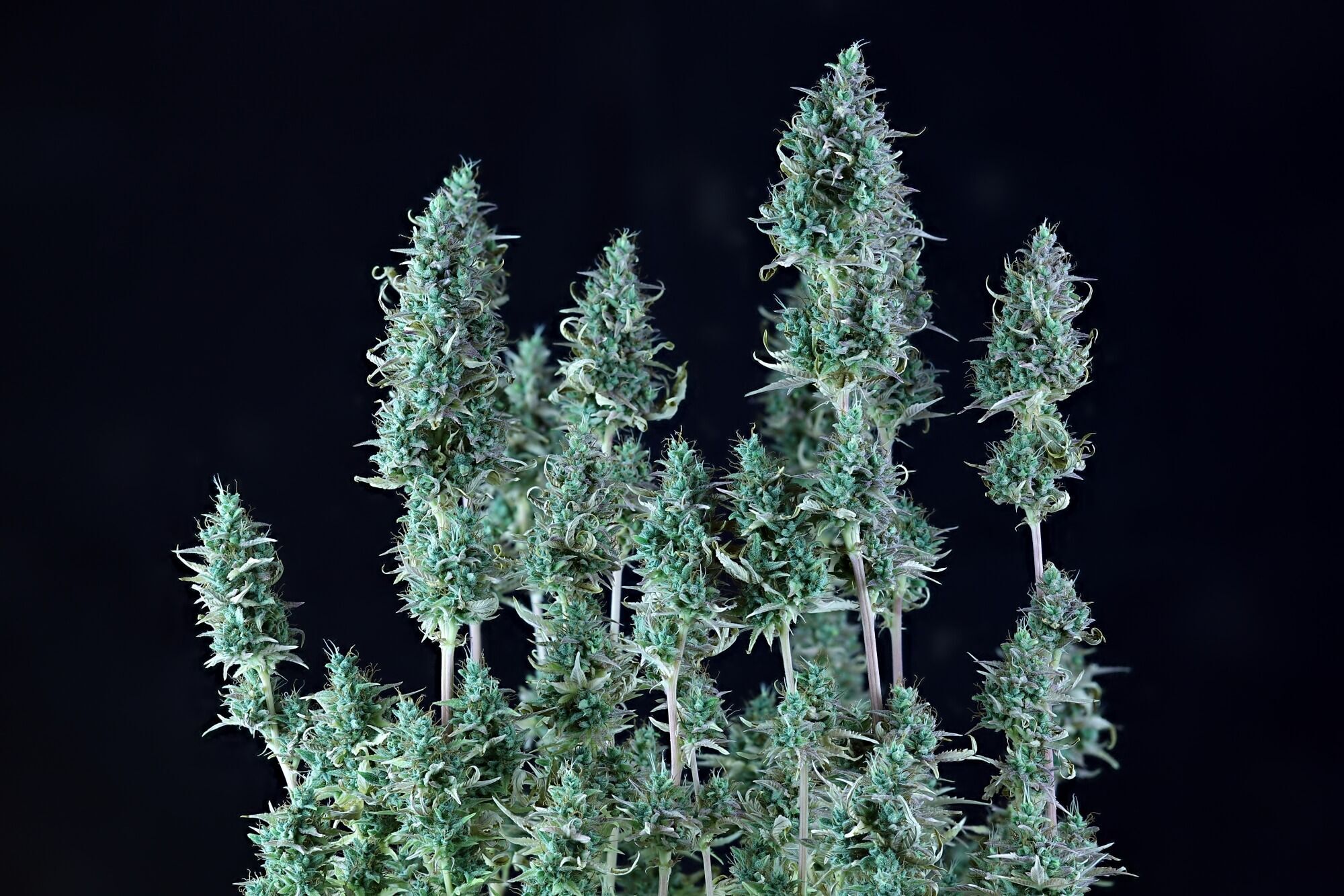 Seedsman - Alaskan Purple Auto (auto/fem.)