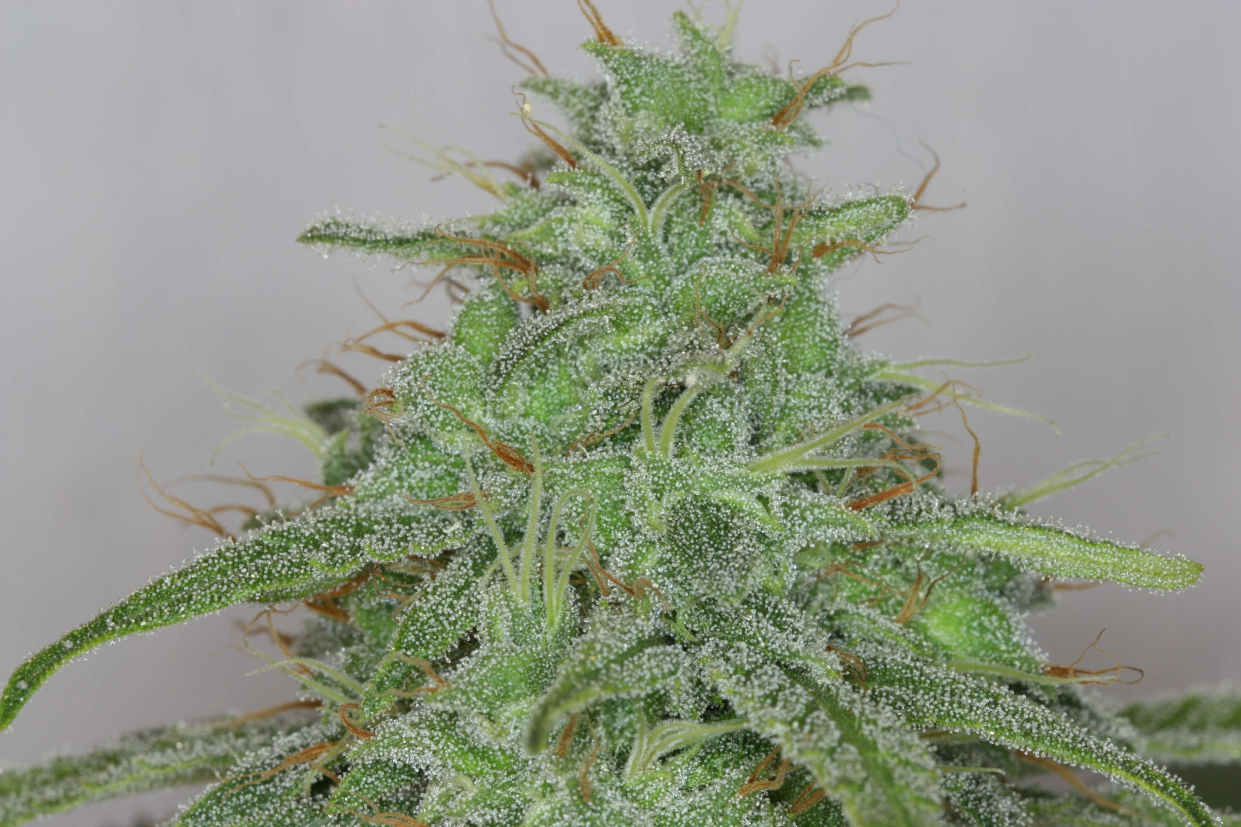 Seedsman - Alaskan Purple Auto (auto/fem.)