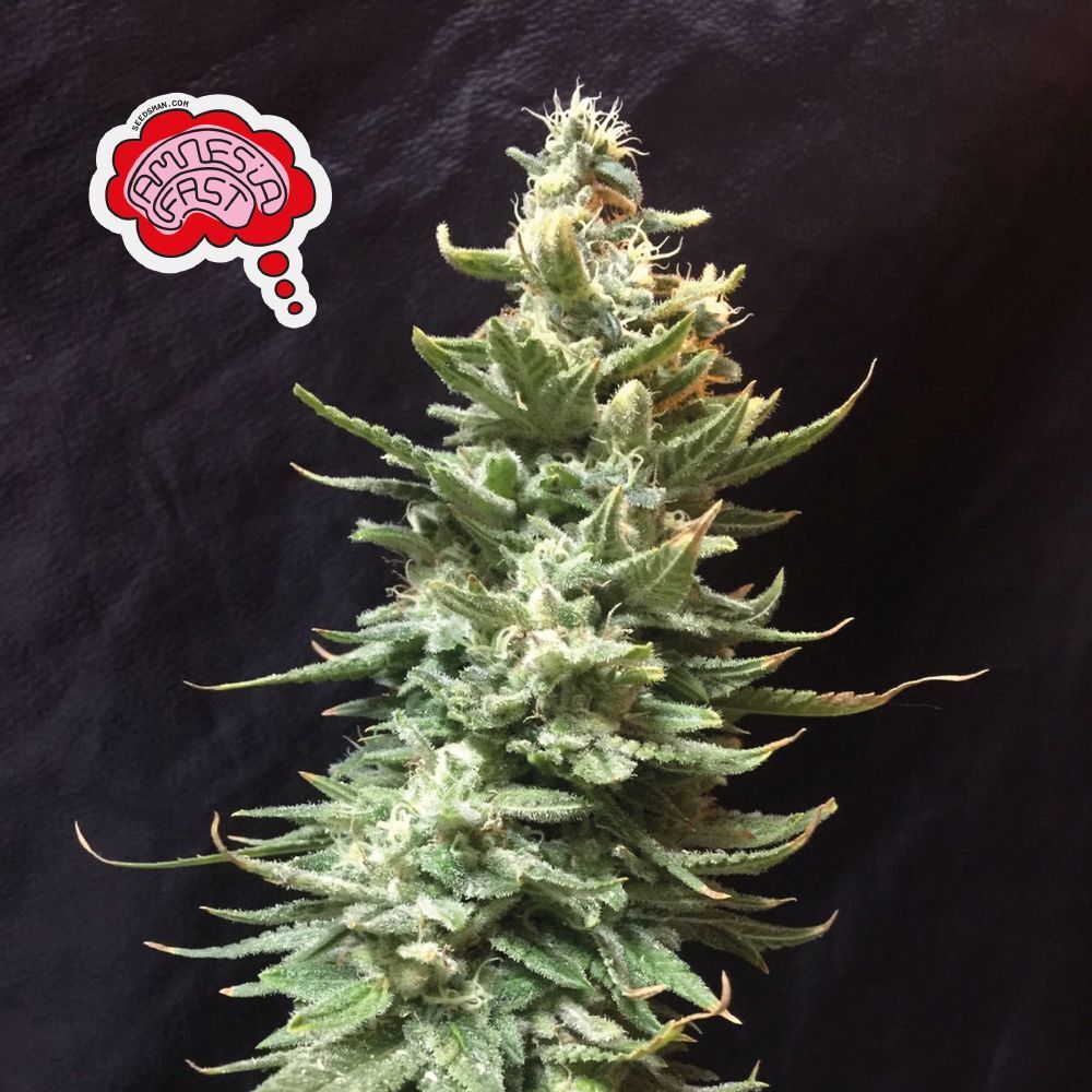 Seedsman - Amnesia FAST (fem.)