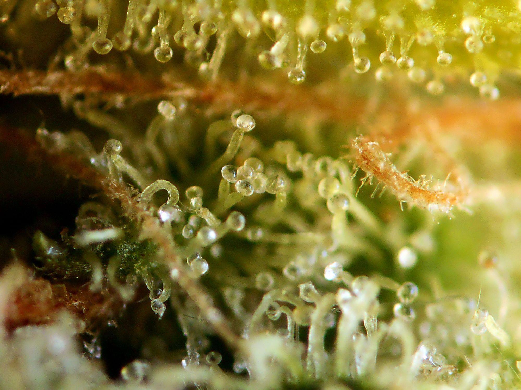 Seedsman - Badazz OG Cheese (fem.)