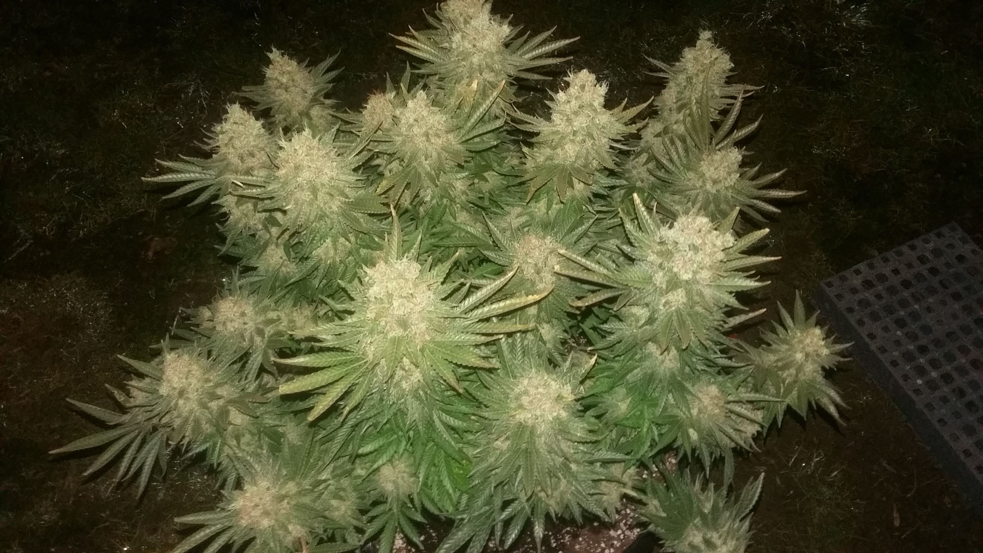 Seedsman - Black Sugar (fem.)