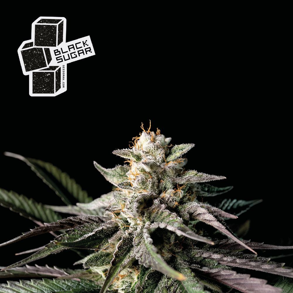 Seedsman - Black Sugar (fem.)