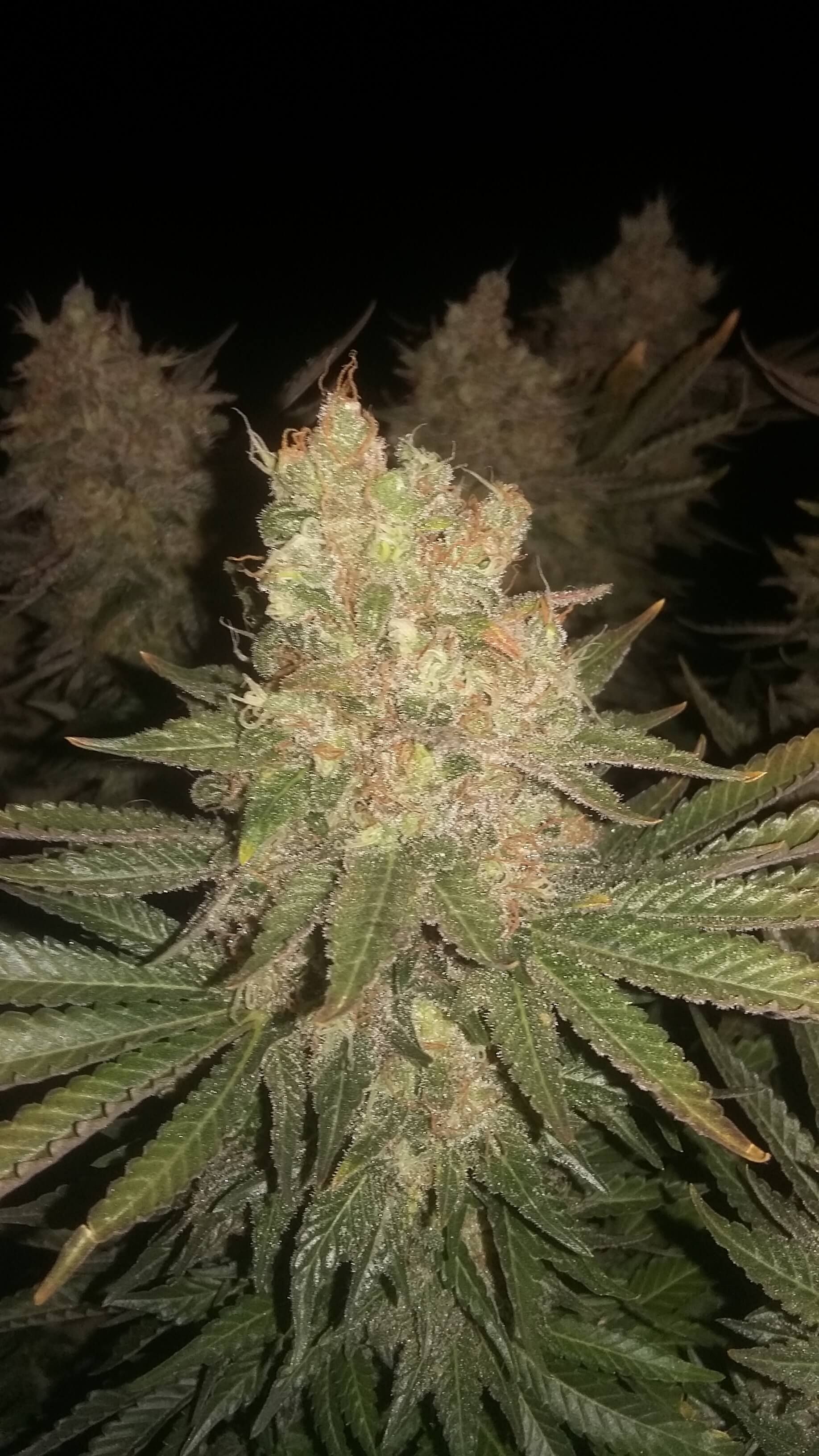 Seedsman - Black Sugar (fem.)