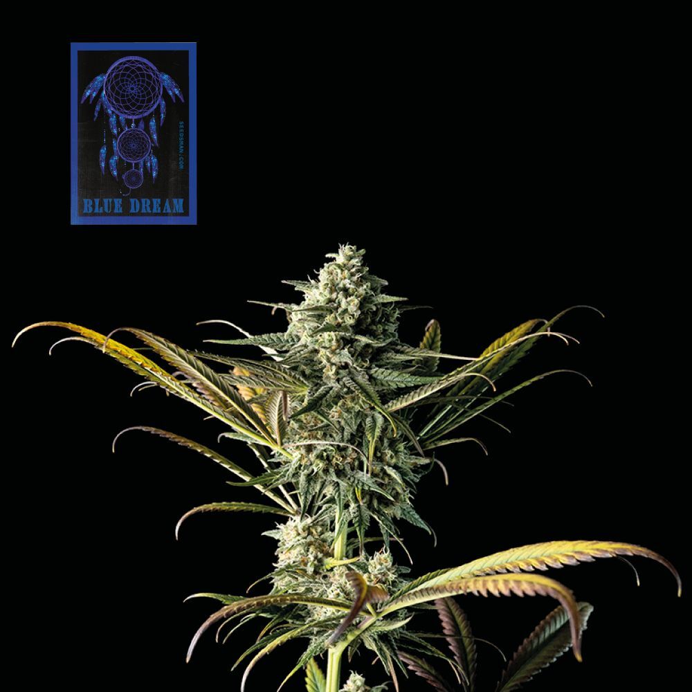 Seedsman - Blue Dream (fem.)