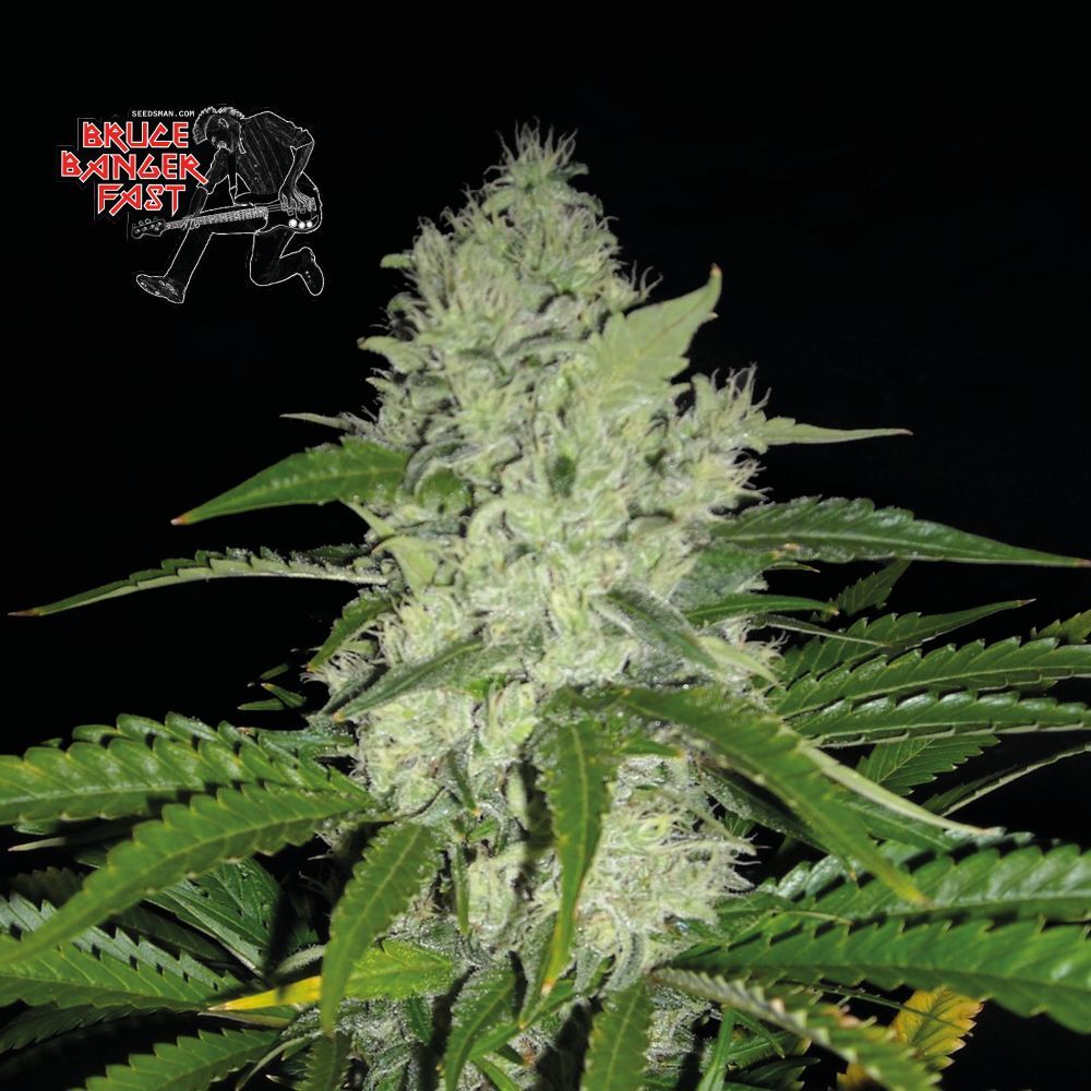 Seedsman - Bruce Banger FAST (fem.)