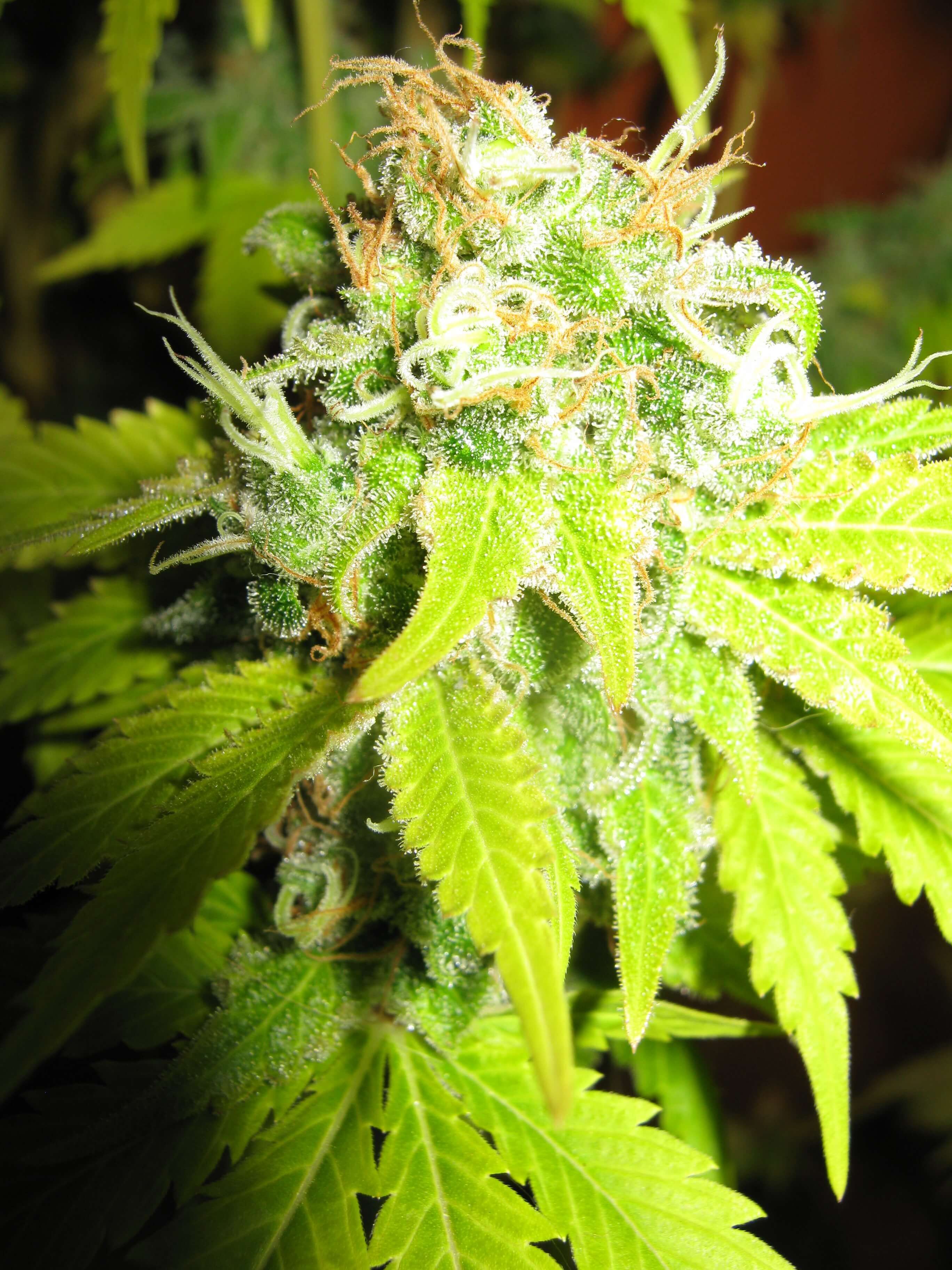 Seedsman - Blueberry (fem.)