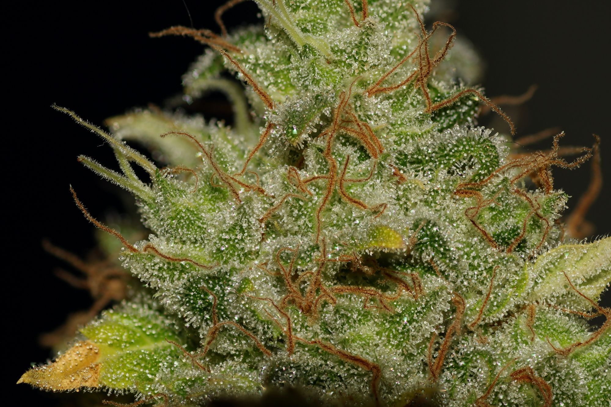 Seedsman - Bruce Banger (fem.)