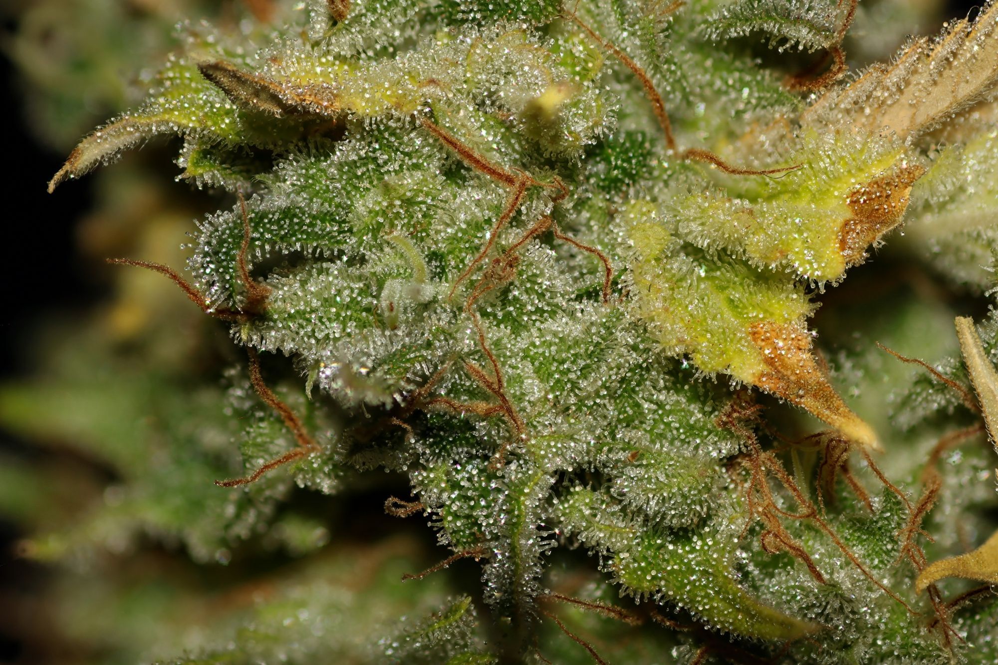Seedsman - Bruce Banger (fem.)