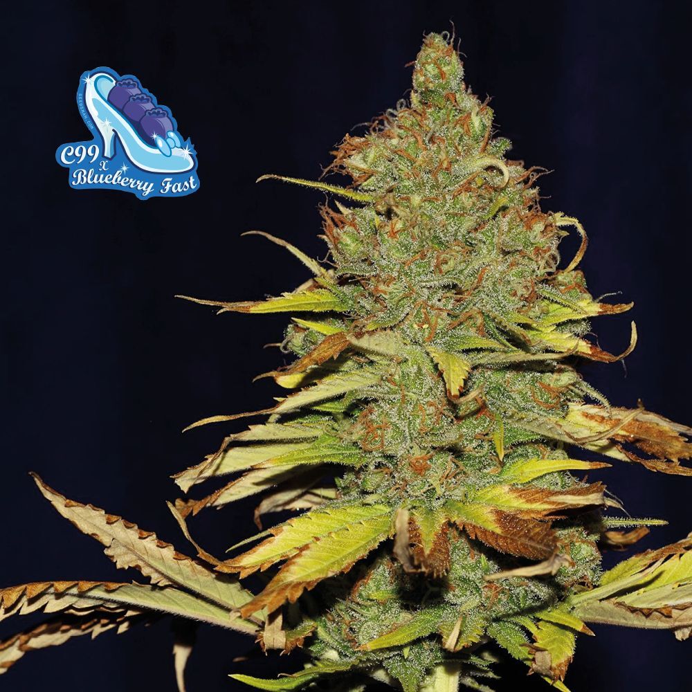 Seedsman - C99 x Blueberry FAST (fem.)