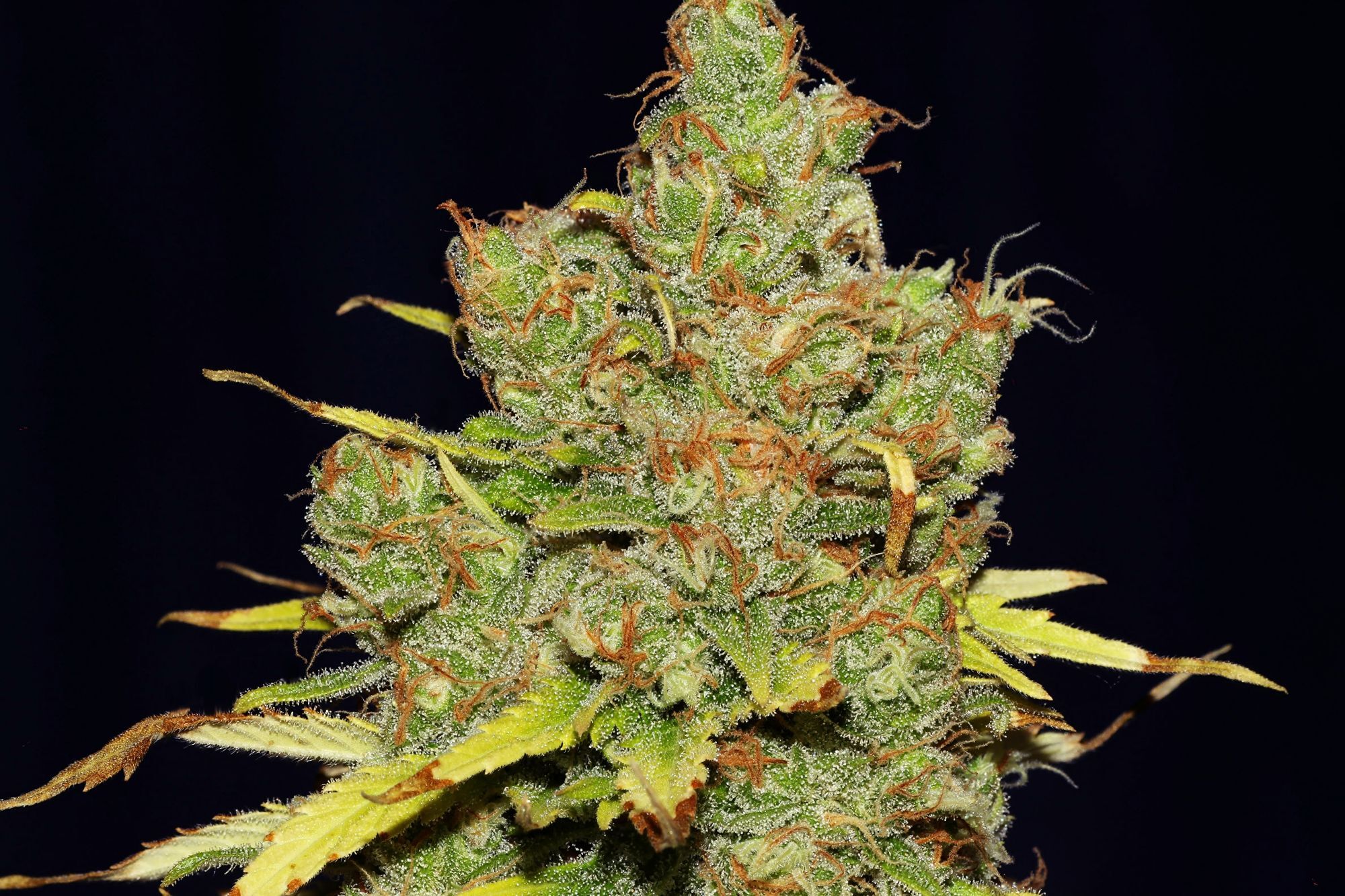 Seedsman - C99 x Blueberry FAST (fem.)