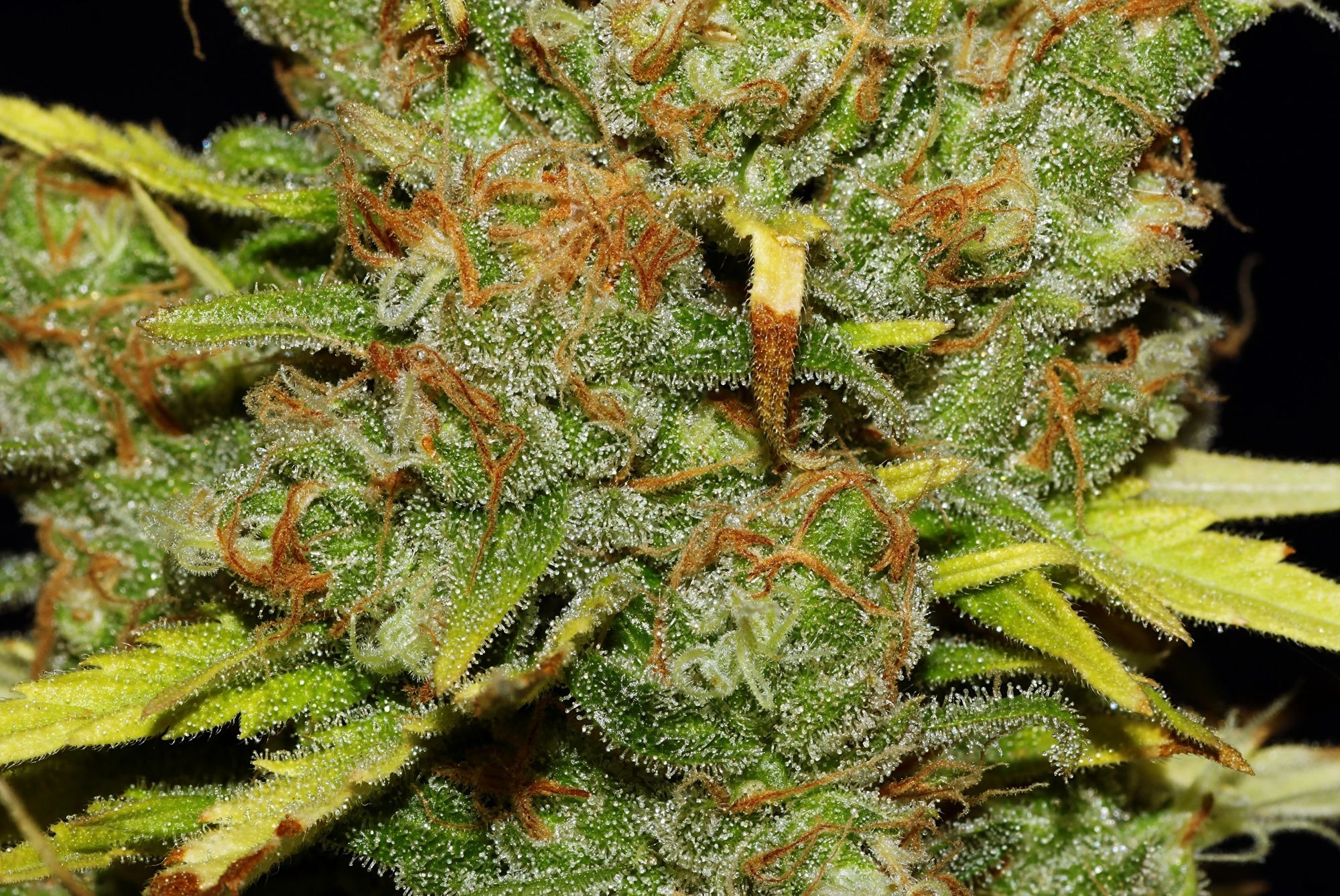 Seedsman - C99 x Blueberry FAST (fem.)
