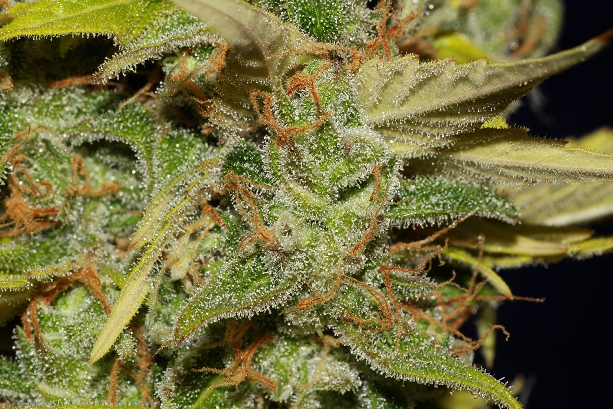 Seedsman - C99 x Blueberry FAST (fem.)