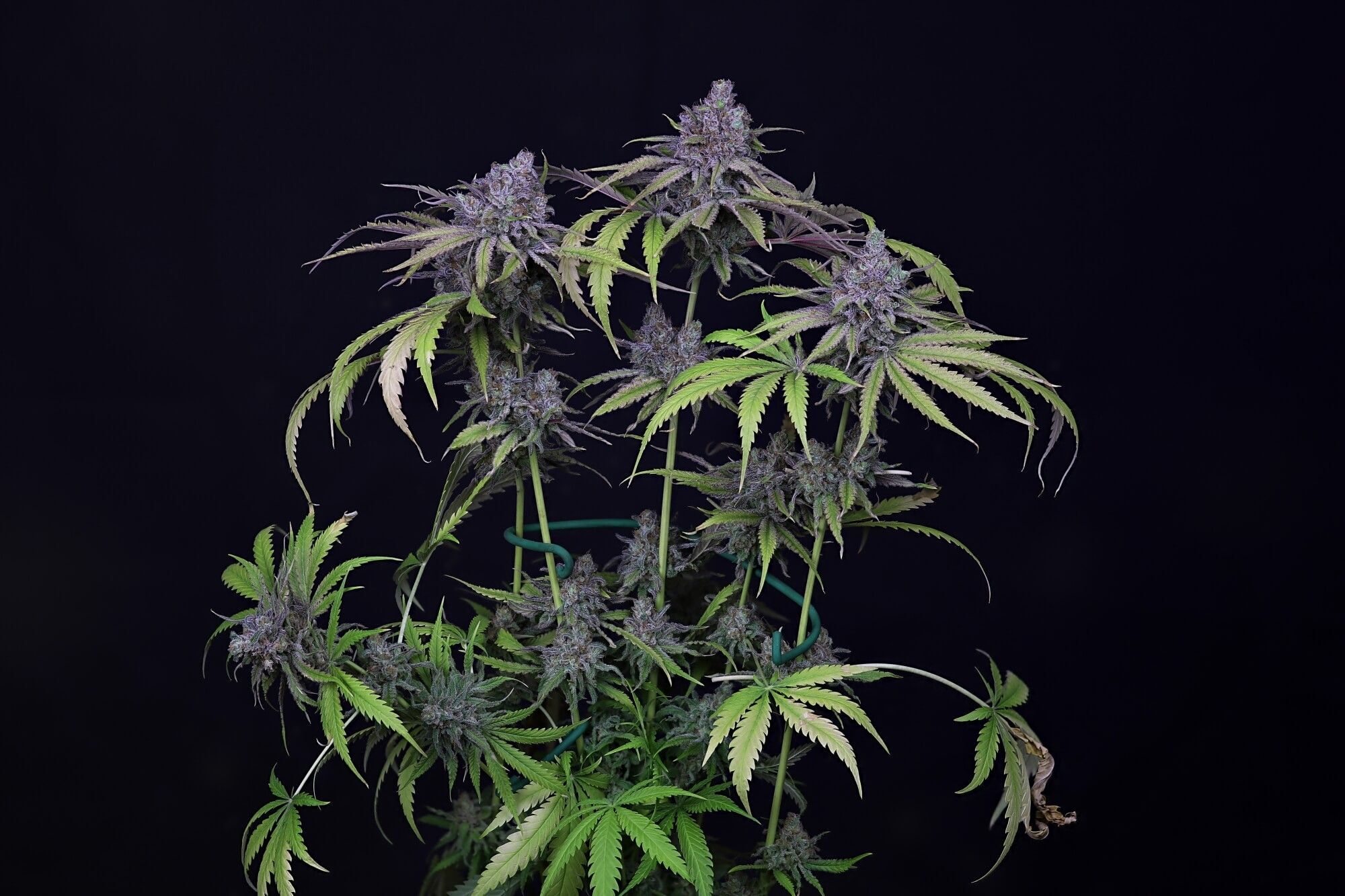Seedsman - Critical Purple Kush (fem.)