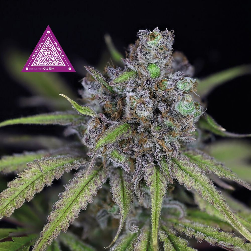 Seedsman - Critical Purple Kush (fem.)