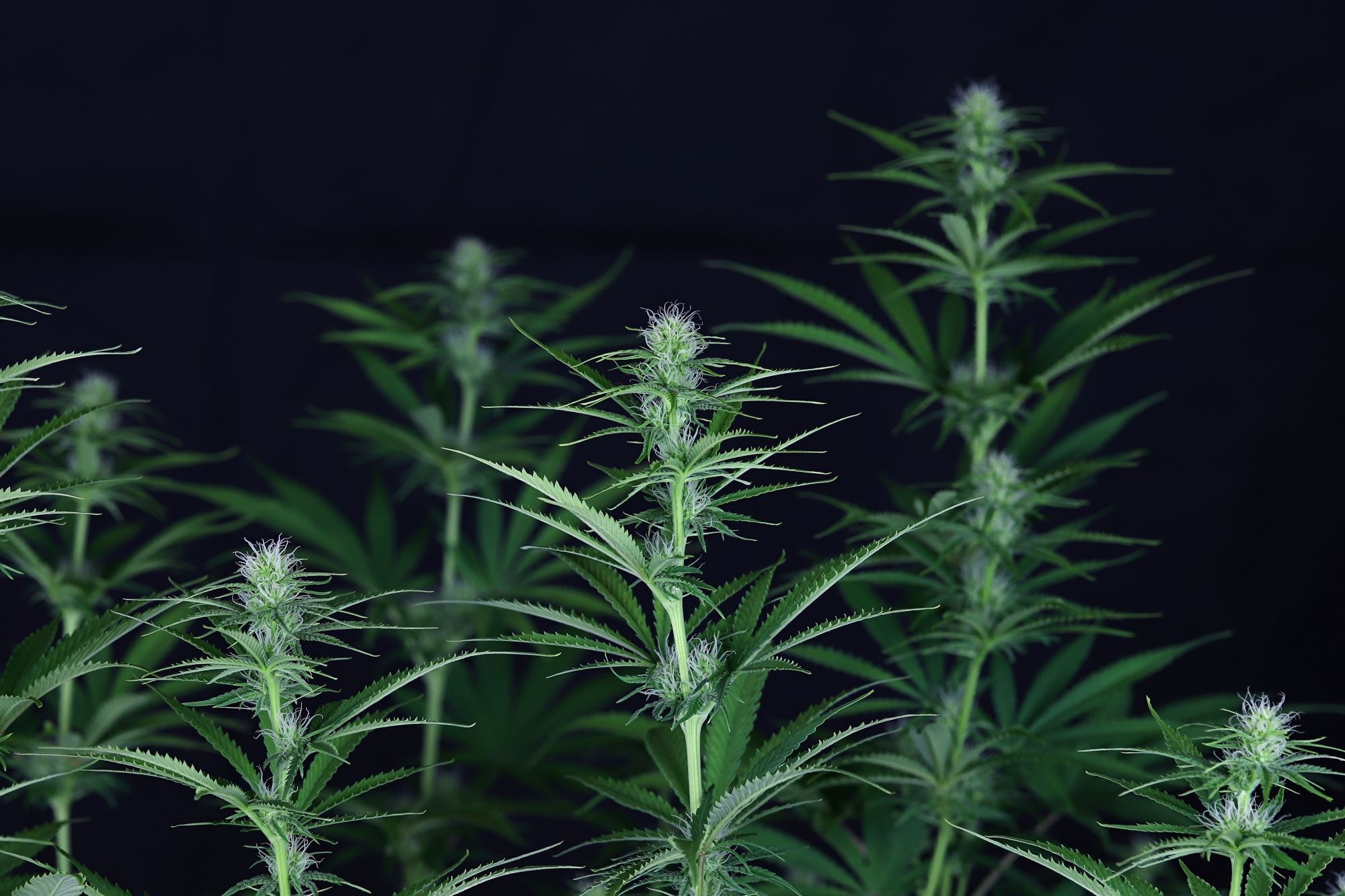 Seedsman - Cream and Cheese CBD 1:1 (fem.)