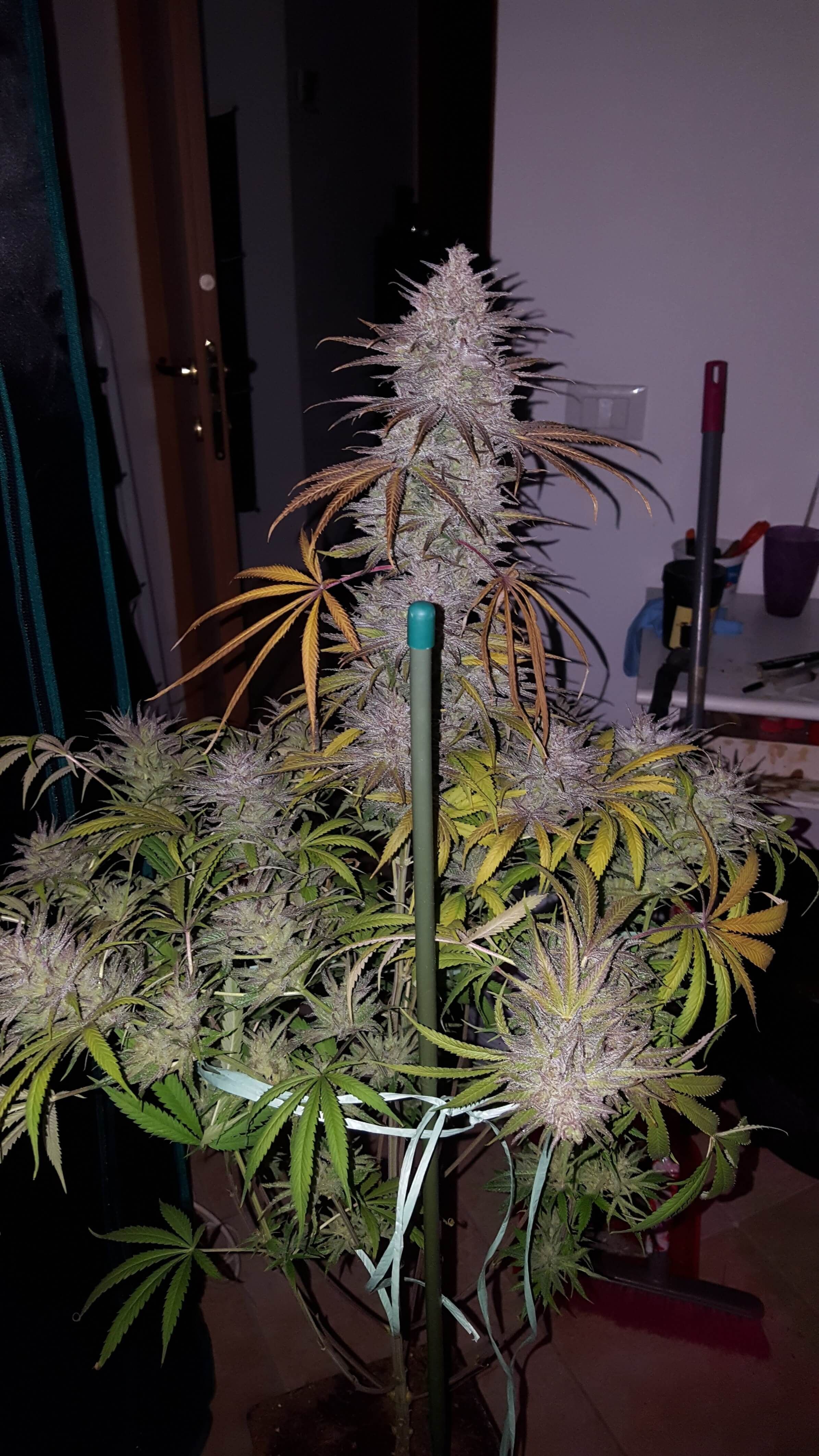 Seedsman - Cream and Cheese CBD 1:1 (fem.)