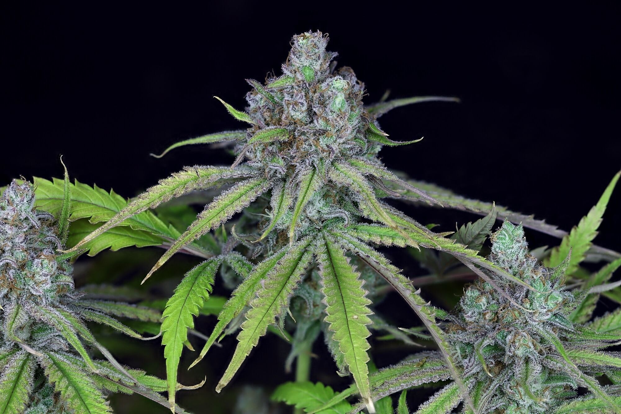 Seedsman - Critical Purple Kush (fem.)