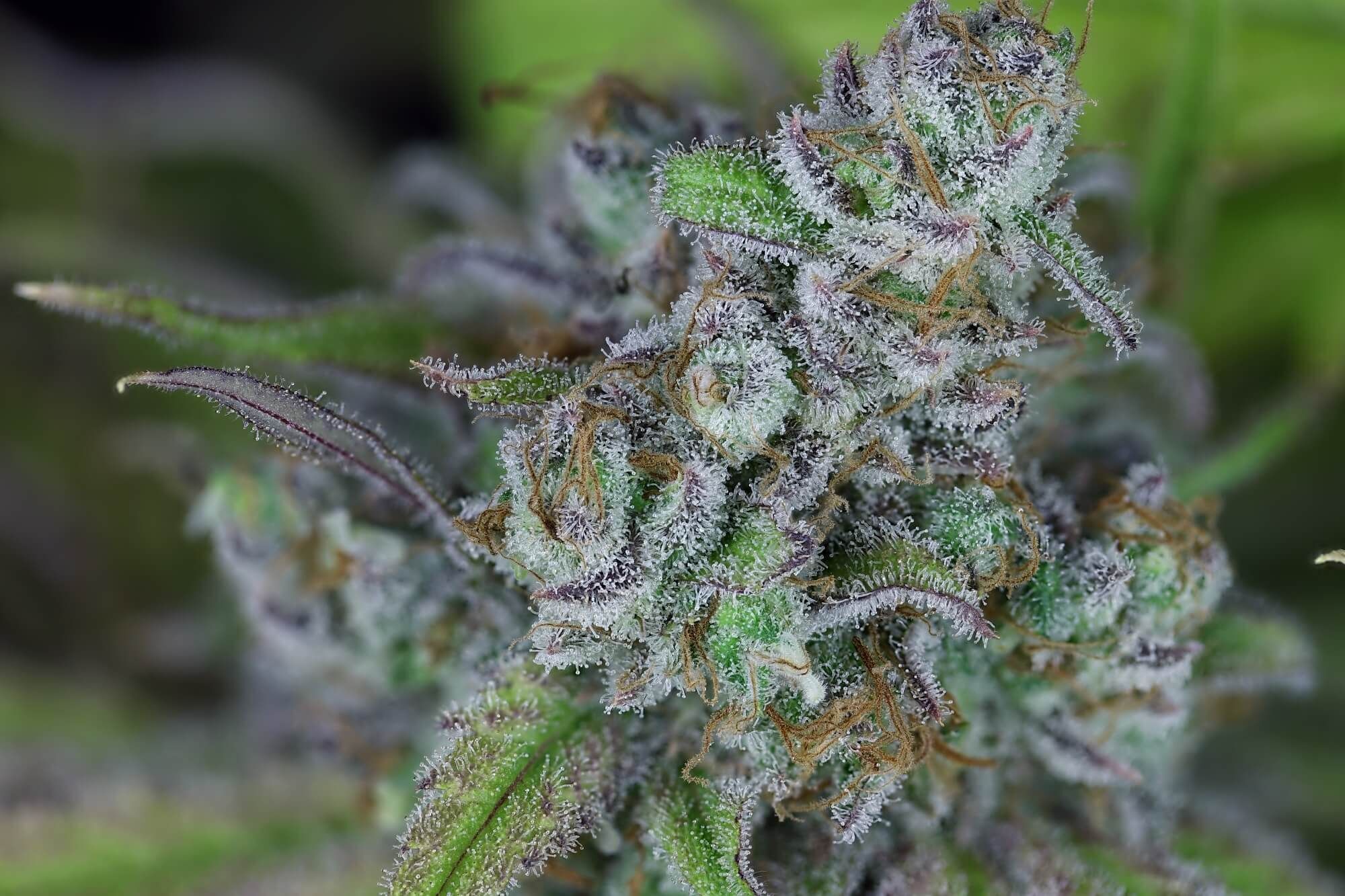 Seedsman - Critical Purple Kush (fem.)