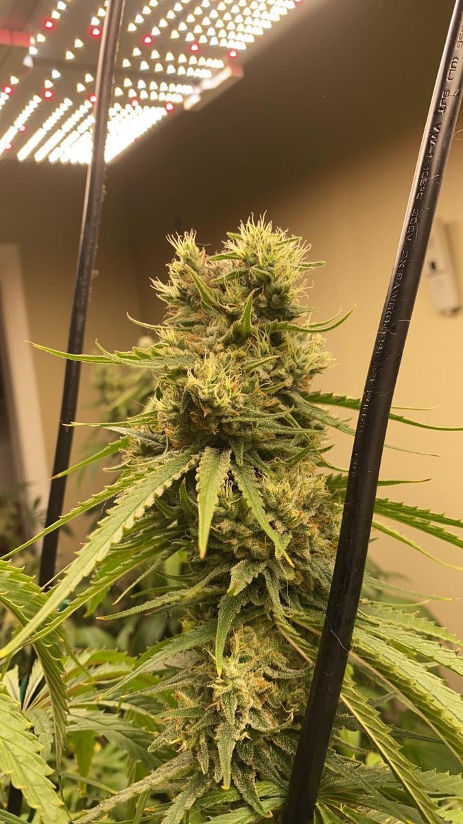 Seedsman - Cream and Cheese CBD 1:1 (fem.)