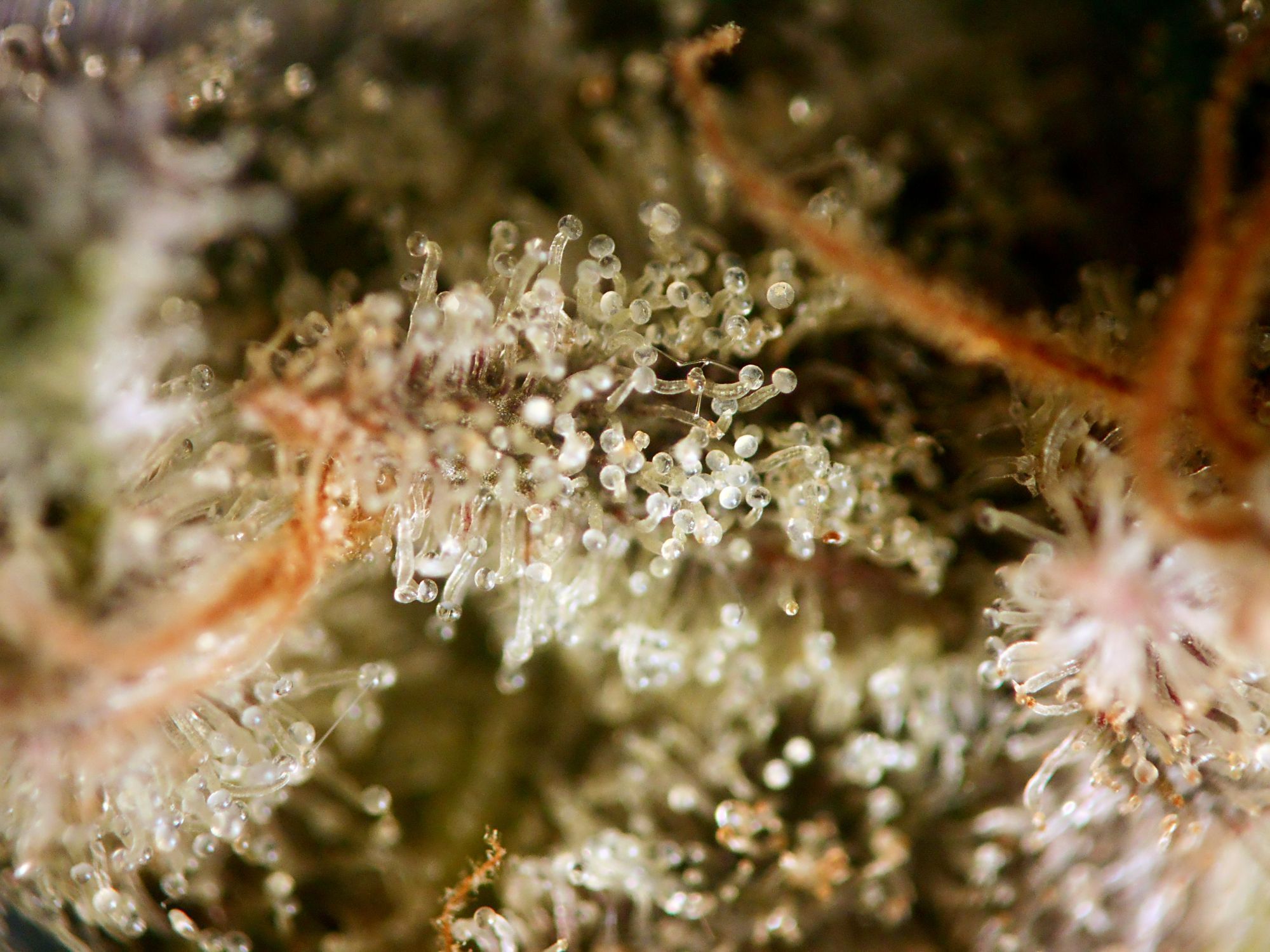 Seedsman - Critical Purple Kush (fem.)