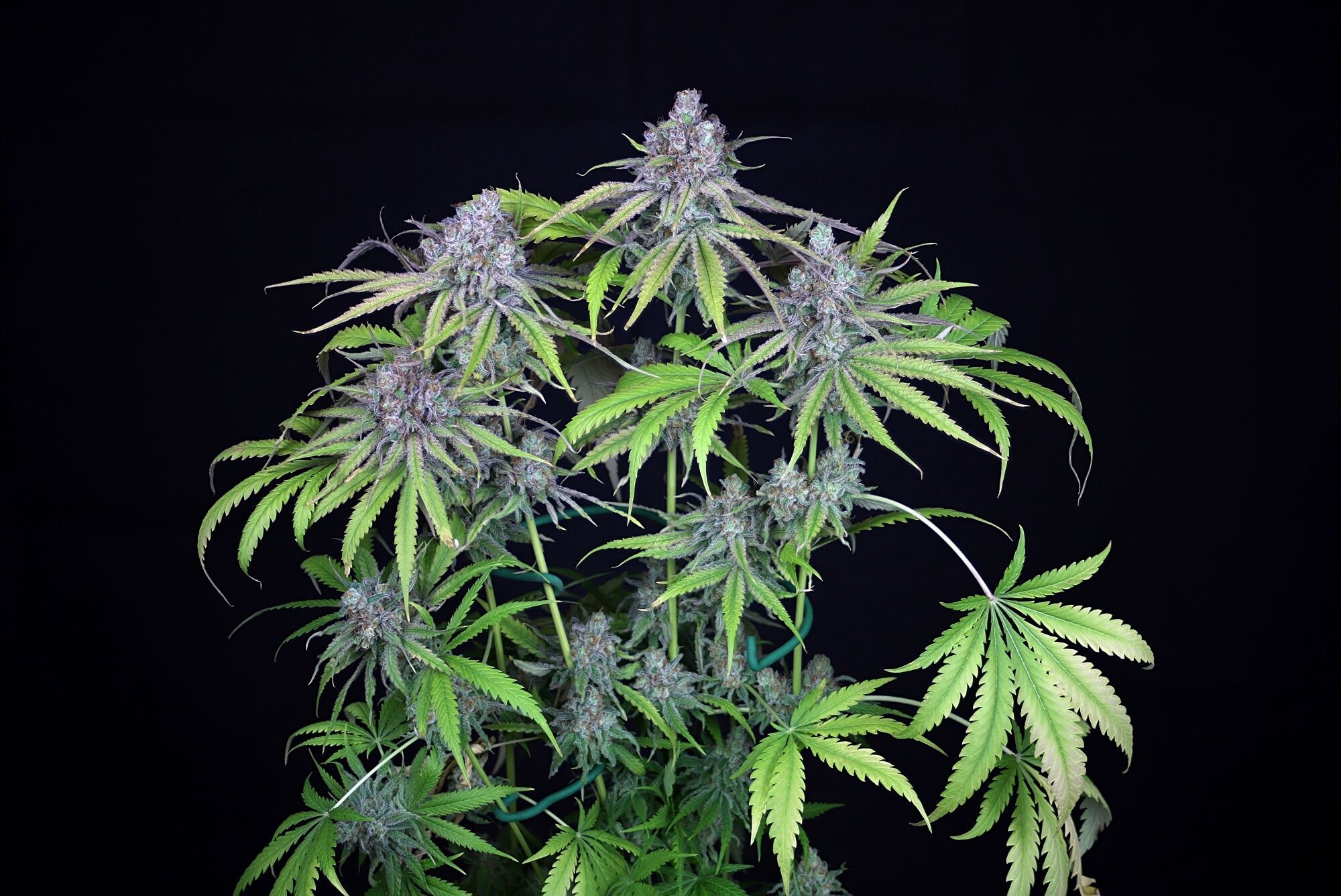 Seedsman - Critical Purple Kush (fem.)
