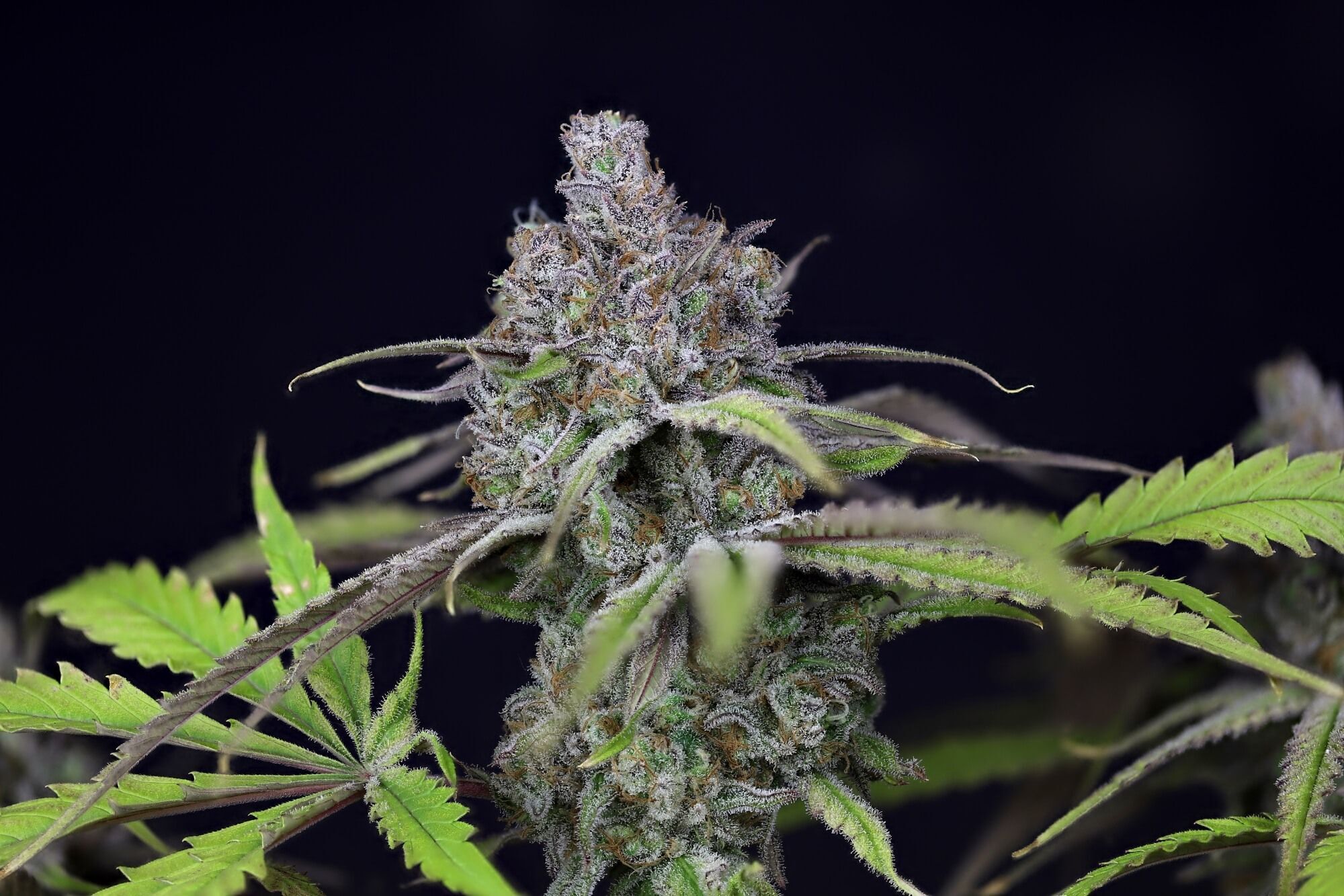 Seedsman - Critical Purple Kush (fem.)