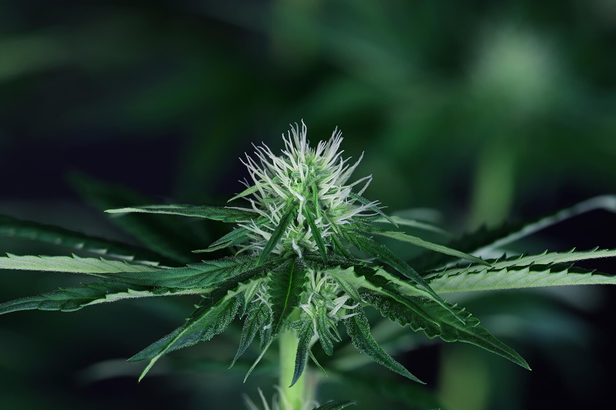 Seedsman - Doctor Seedsman CBD 30:1 (fem.)