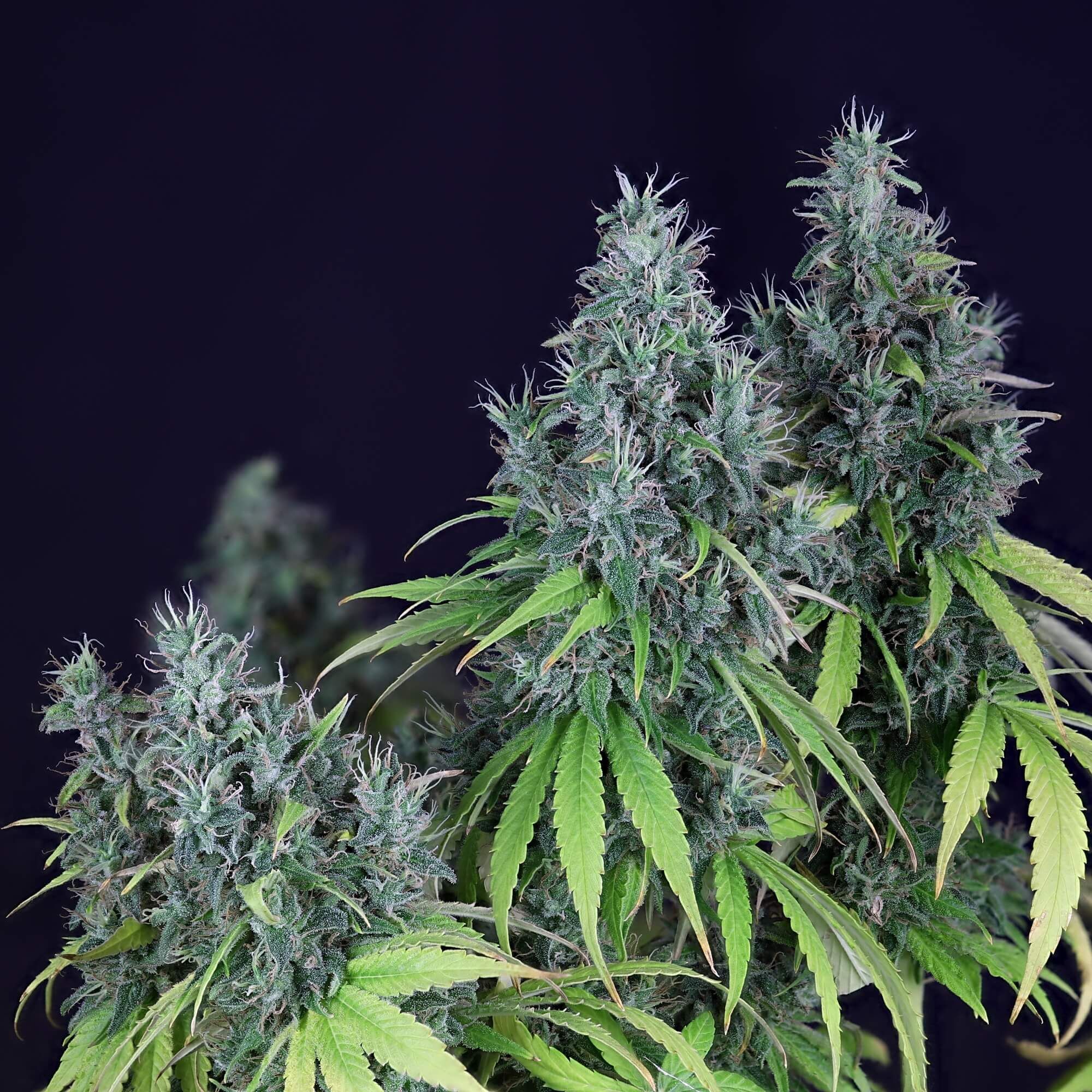 Seedsman - Doctor Seedsman CBD 30:1 (fem.)