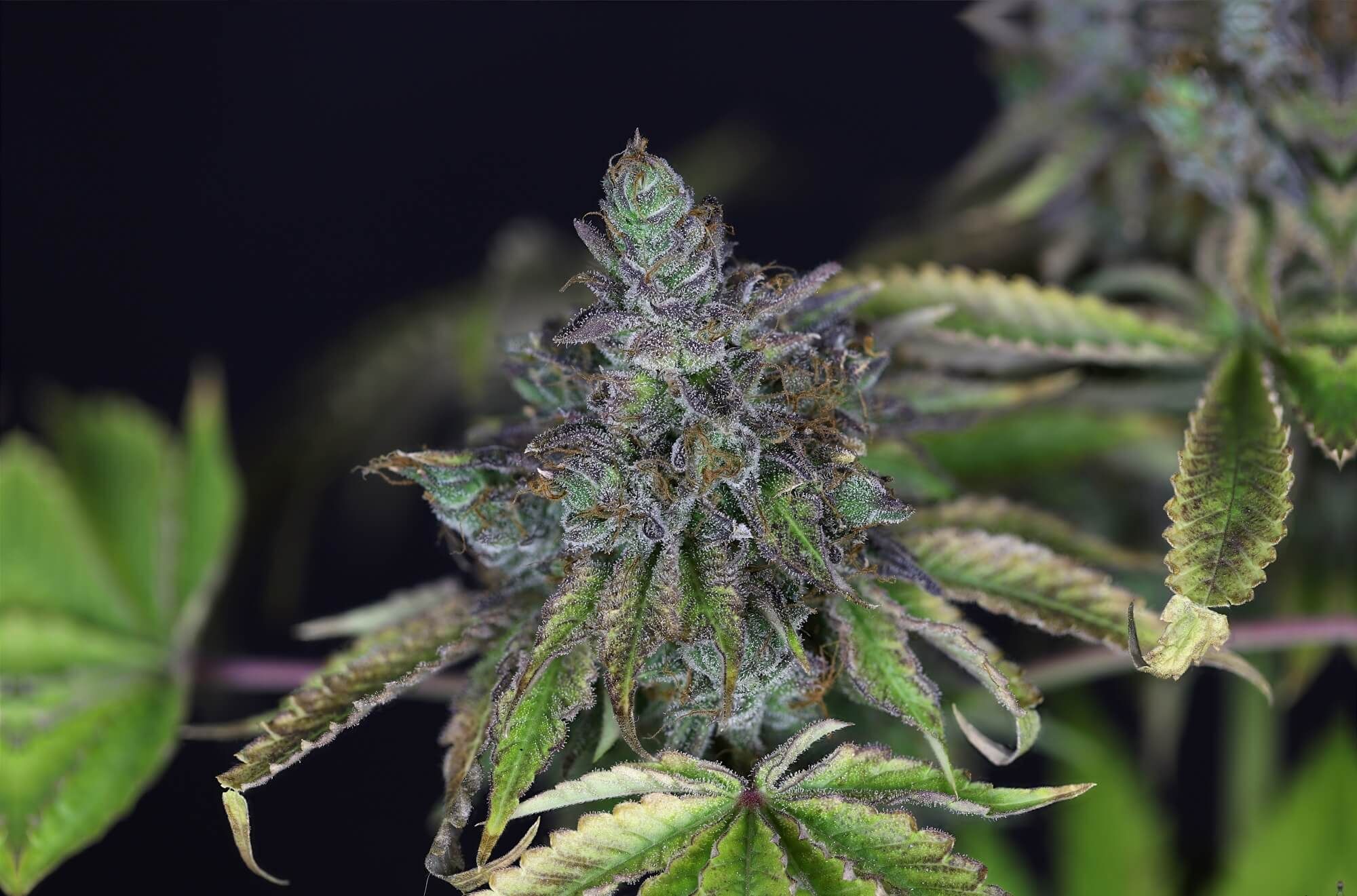 Seedsman - Gelat.OG (fem.)