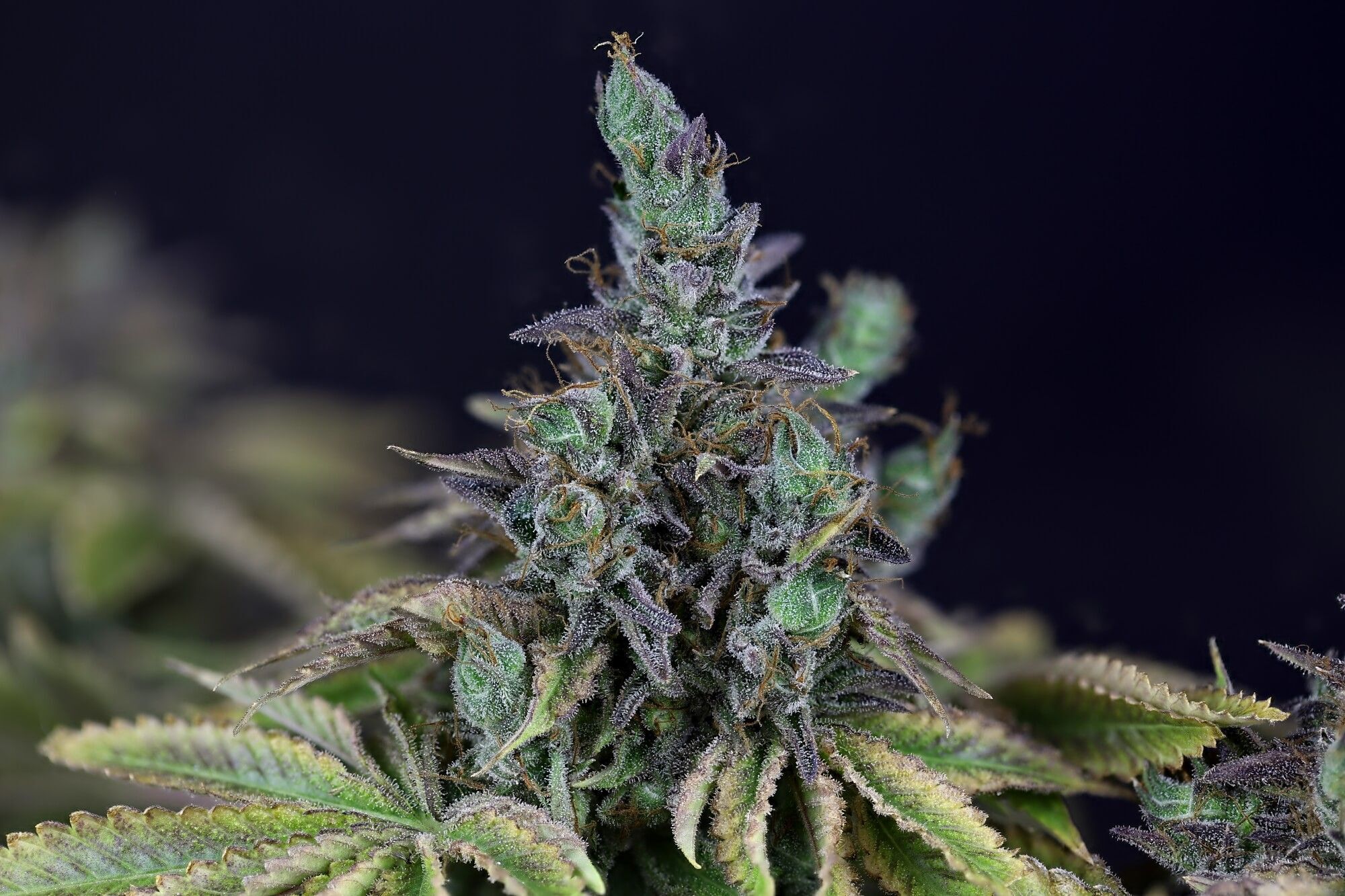 Seedsman - Gelat.OG (fem.)