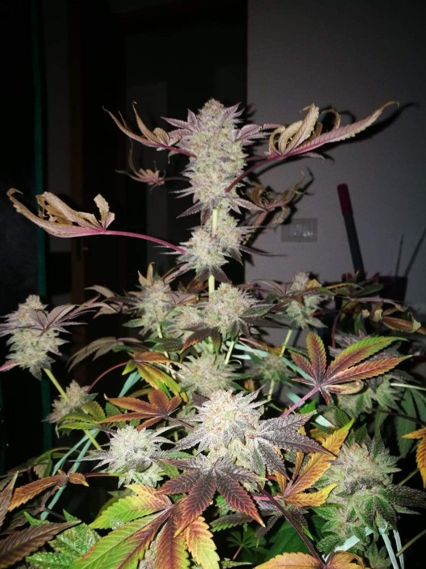 Seedsman - Gelat.OG (fem.)