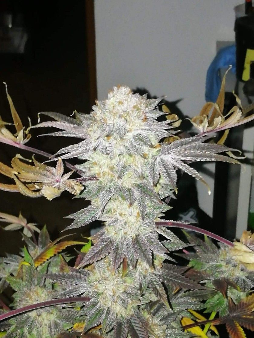 Seedsman - Gelat.OG (fem.)