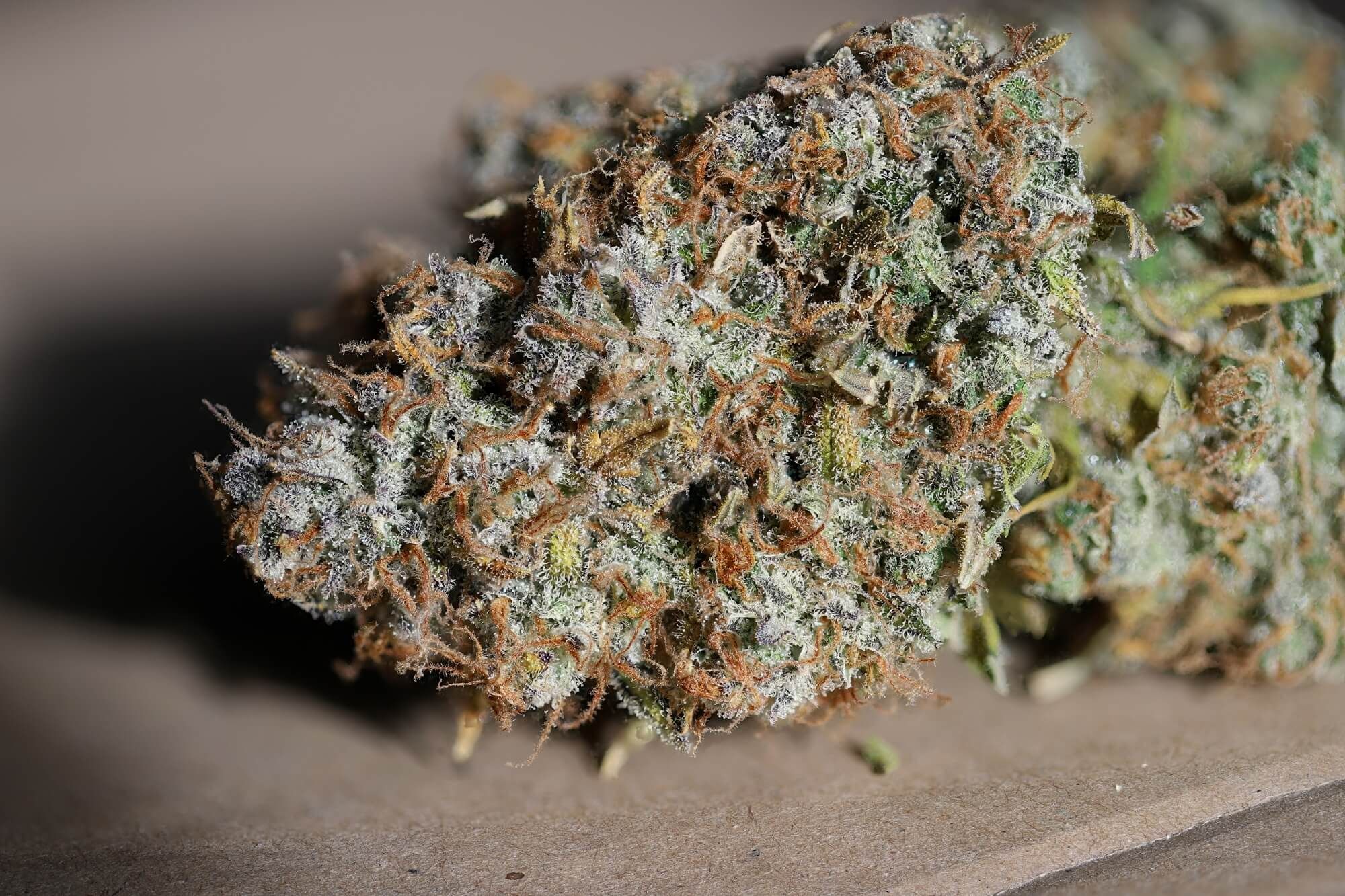 Seedsman - Jack Herer Auto (auto/fem.)