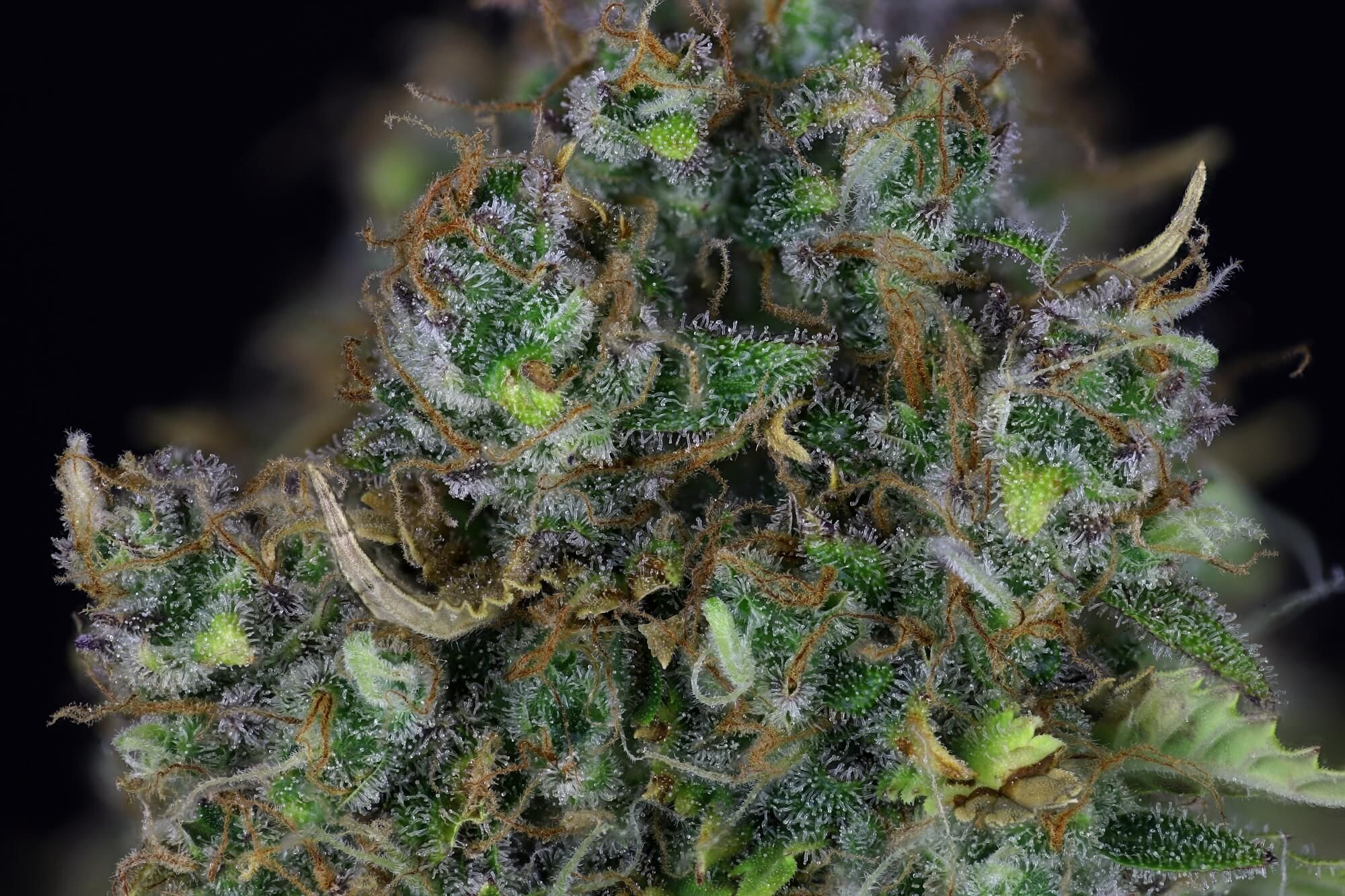 Seedsman - Jack Herer Auto (auto/fem.)